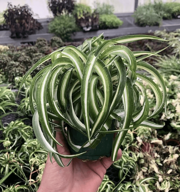 Curly Spider Plant in small pot in a nursery